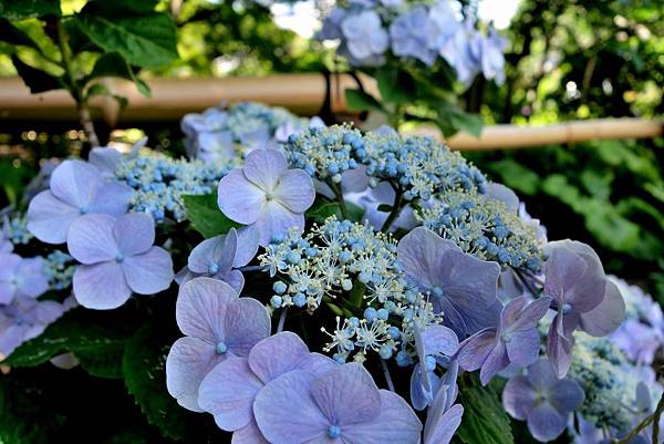 12DSC06925.JPG 12DSC06925.JPG