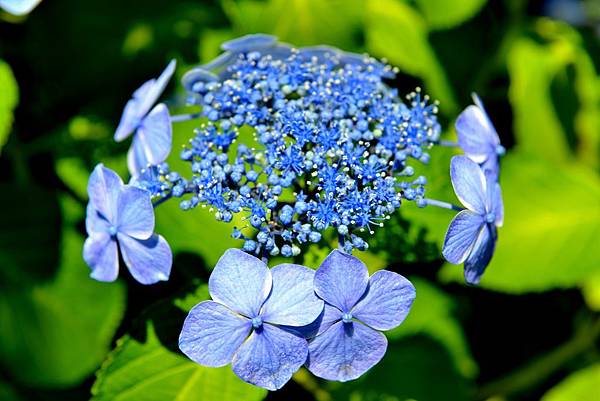 50DSC_6061.JPG 50DSC_6061.JPG