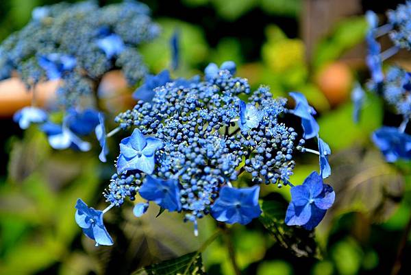 53DSC_6059.JPG 53DSC_6059.JPG