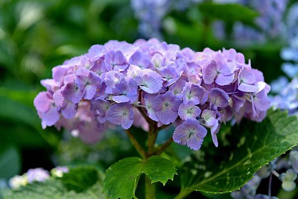 56DSC_6106.JPG 56DSC_6106.JPG