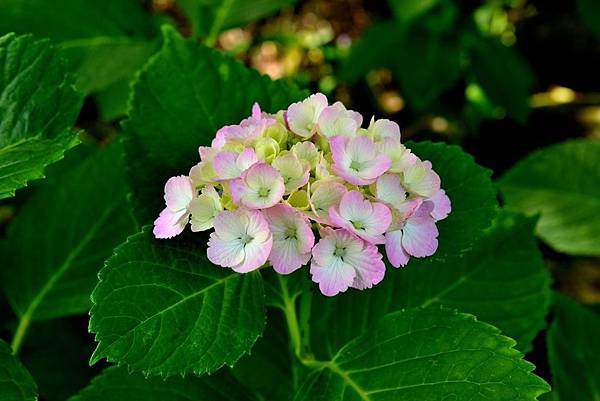 58DSC_6121.JPG 58DSC_6121.JPG