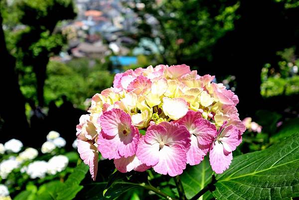 59DSC06997.JPG 59DSC06997.JPG