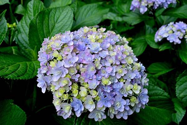 60DSC07004.JPG 60DSC07004.JPG