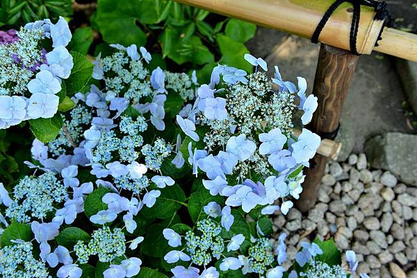 69DSC_6070.JPG 69DSC_6070.JPG