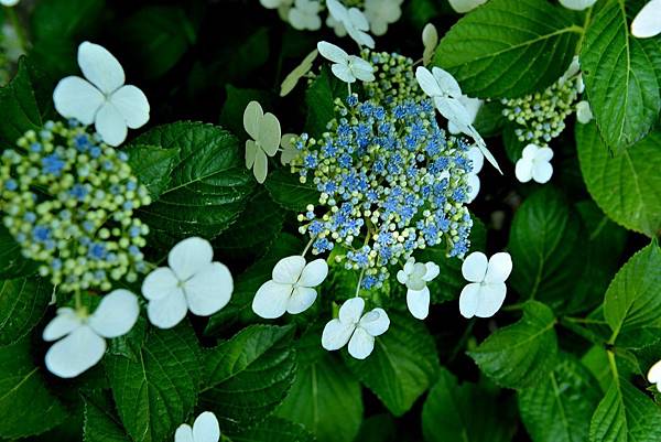 70DSC_6072.JPG 70DSC_6072.JPG