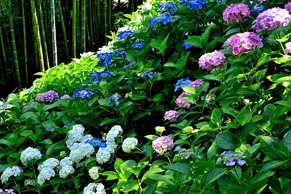 DSC06973.JPG DSC06973.JPG