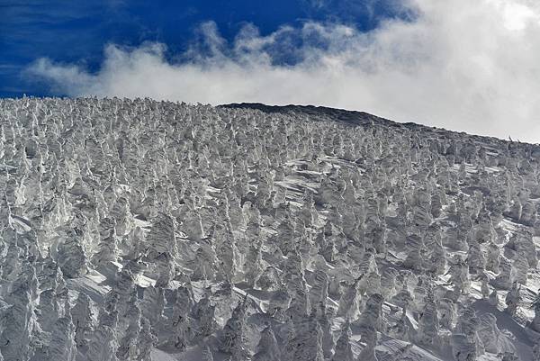 山形藏王的樹冰 山形藏王的樹冰