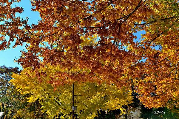 16DSC_9414除了銀杏以外,其他的落葉植物也變成黃色了,這是因為冬天要到了,樹木把葉綠素都褪去,葉子就不再是綠油油的了。 16DSC_9414除了銀杏以外,其他的落葉植物也變成黃色了,這是因為冬天要到了,樹木把葉綠素都褪去,葉子就不再是綠油油的了。