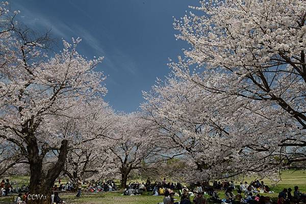 14DSC_0343春天的時候,在櫻花吹雪的樹林下野餐,很有幸福感 14DSC_0343春天的時候,在櫻花吹雪的樹林下野餐,很有幸福感