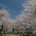 14DSC_0343春天的時候，在櫻花吹雪的樹林下野餐，很有幸福感