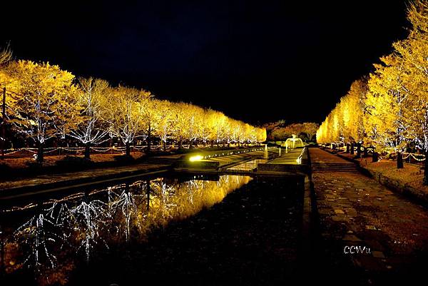 13DSC_9844昭和紀念公園靠近立川口的銀杏林,夜間也很美麗 13DSC_9844昭和紀念公園靠近立川口的銀杏林,夜間也很美麗