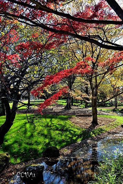 15DSC_9411秋天的昭和公園一瞥,有流水,還有一些楓葉,不過同一個點望過去更美 15DSC_9411秋天的昭和公園一瞥,有流水,還有一些楓葉,不過同一個點望過去更美