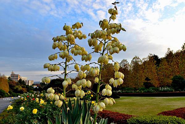 07DSC_9272.JPG 07DSC_9272.JPG