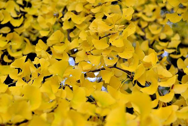 33DSC_9190.JPG 33DSC_9190.JPG