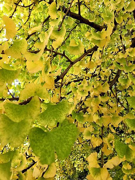 35IMG_7173.JPG 35IMG_7173.JPG