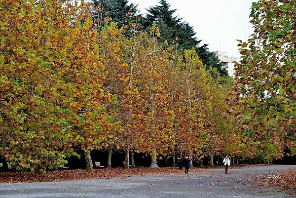 50DSC_9229.JPG 50DSC_9229.JPG