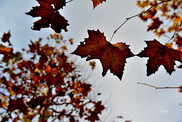 52DSC_9234.JPG 52DSC_9234.JPG