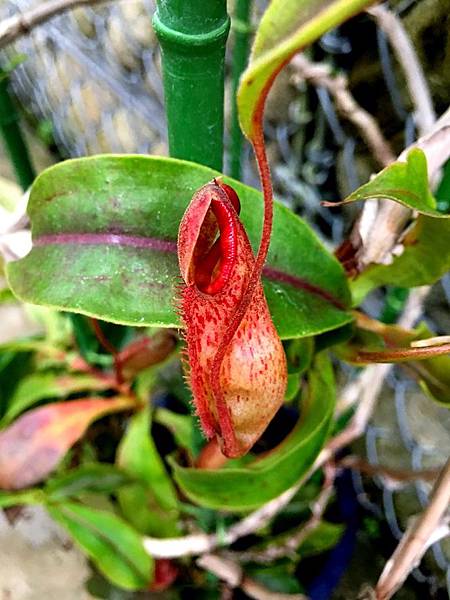 80IMG_7210.JPG 80IMG_7210.JPG