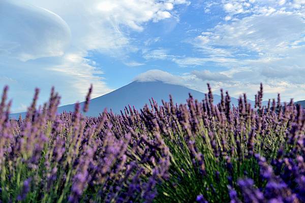 富士見_大石公園薰衣草.JPG 富士見_大石公園薰衣草.JPG