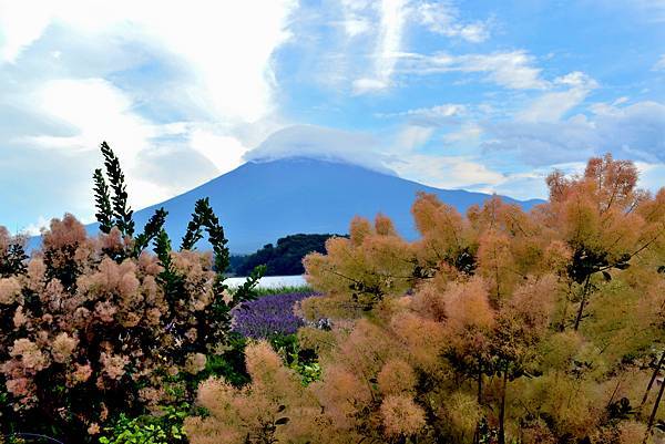 富士見_河口湖大石公園.JPG 富士見_河口湖大石公園.JPG