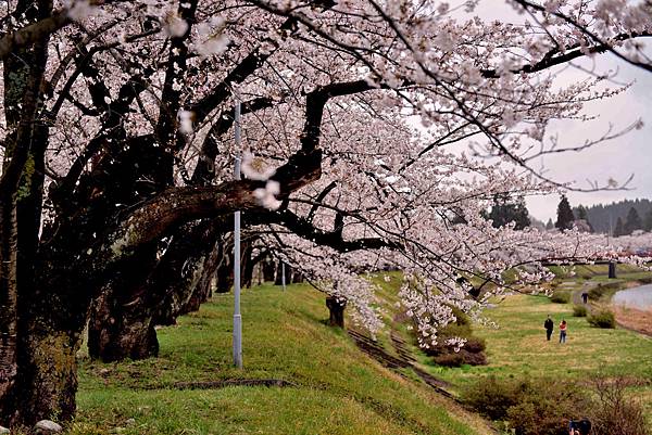 櫻花_桧木内川堤.JPG