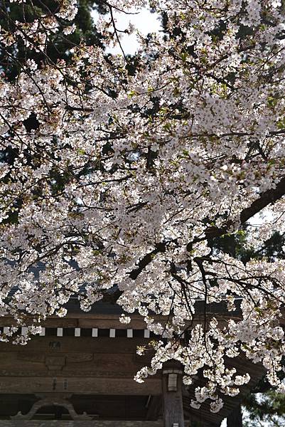 櫻花_中尊寺.JPG 櫻花_中尊寺.JPG