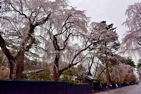 櫻花_角館.JPG 櫻花_角館.JPG