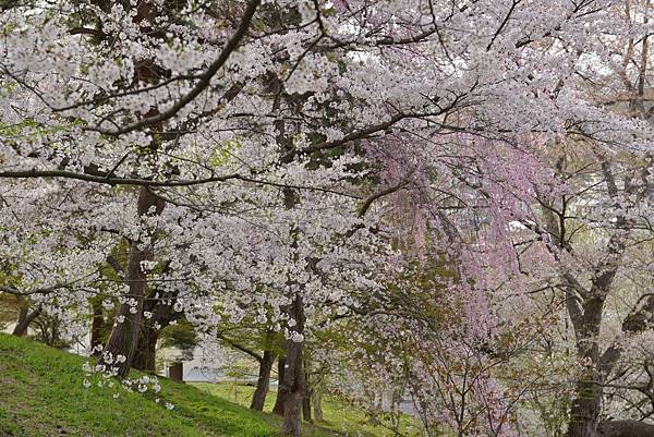 櫻花_米澤烏帽子山公園.JPG 櫻花_米澤烏帽子山公園.JPG