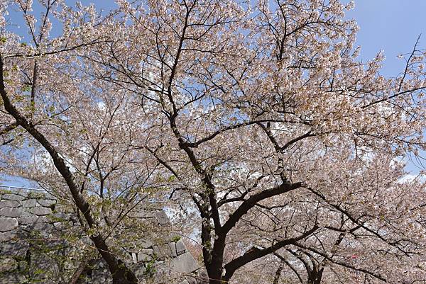 櫻花_盛岡城跡.JPG 櫻花_盛岡城跡.JPG
