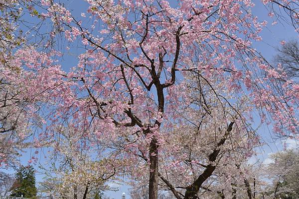 櫻花_盛岡城跡2.JPG 櫻花_盛岡城跡2.JPG