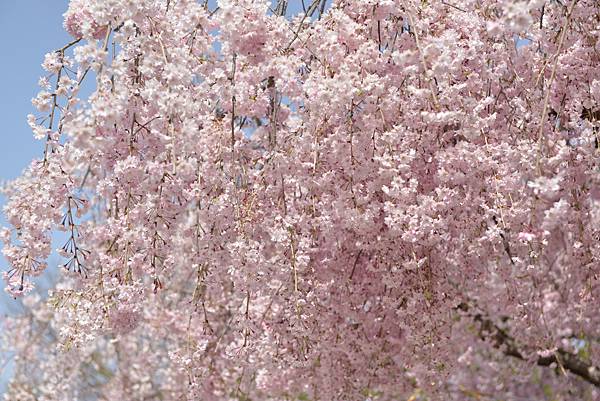 櫻花_會津若松.JPG 櫻花_會津若松.JPG