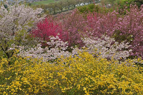櫻花_船岡城跡2.JPG 櫻花_船岡城跡2.JPG
