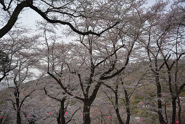 櫻花_船岡城跡.JPG 櫻花_船岡城跡.JPG