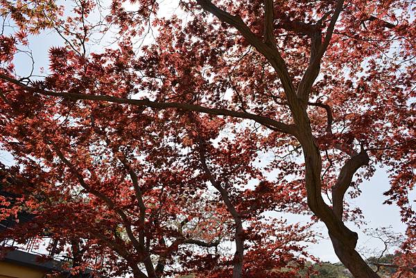 櫻花_蛇之鼻楓.JPG 櫻花_蛇之鼻楓.JPG