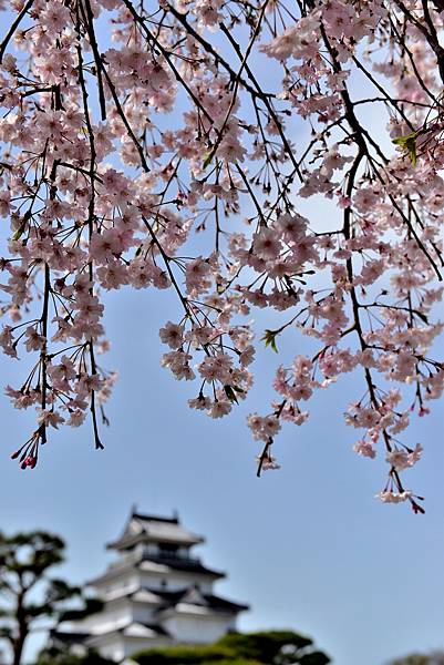 櫻花_會津若松城.JPG 櫻花_會津若松城.JPG