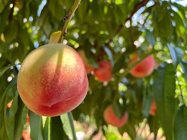 山梨_採桃.JPG 山梨_採桃.JPG