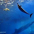 沖縄美ら海水族館： 