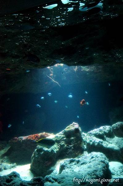 沖縄美ら海水族館： 