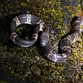 白梅花蛇