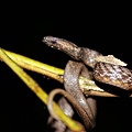 茶斑蛇2