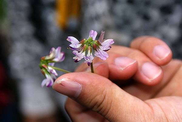 未知花2