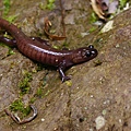 阿里山山椒魚