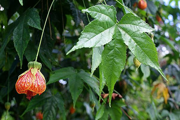 風鈴花(燈籠花)