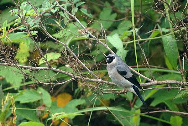 7/25.26 鞍马山寻找山椒鱼之旅!(100%)