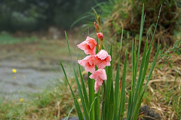 漂亮花