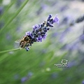 2013 0721 Lavender  cookies 