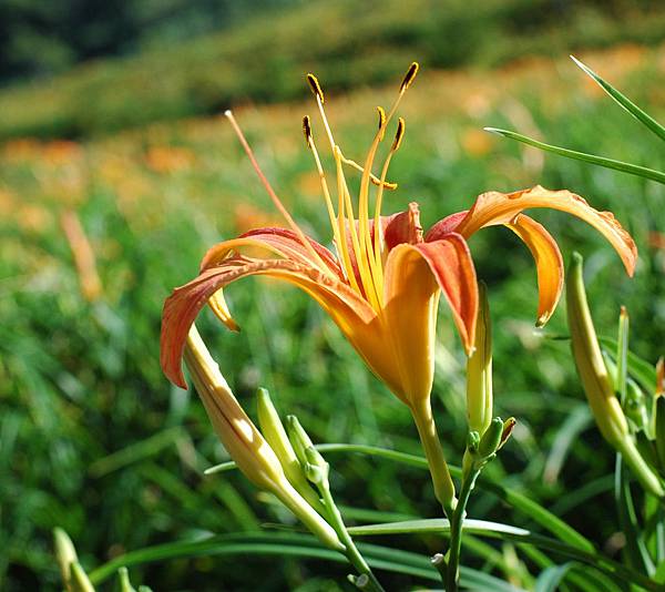 20110708江蓋世贊助點擊圖片  金針花.jpg