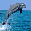 Dolphin jumping _small.jpg