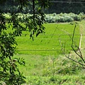 20090423龍潭田園風景_320.jpg
