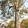 京都-金閣寺